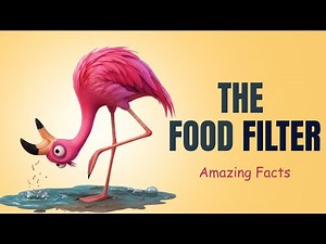 The Flamingo's Built-In Food Filter | Amazing Facts