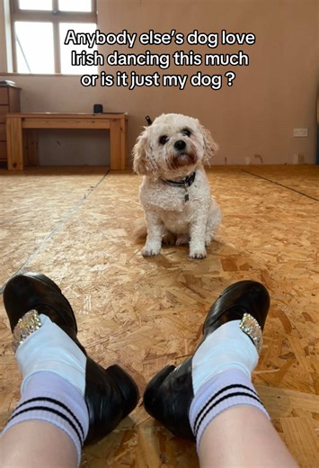 Dogs and Irish Dancing: A Canine Love Story