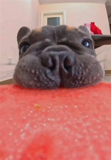 Watermelon puppy eats doggie🍉 #cute #adorable #mukbang #ASMR #pet | Dog Eating Food