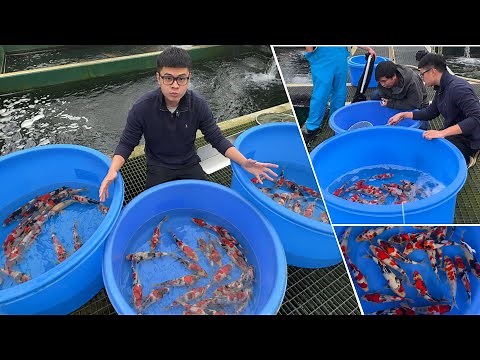 JUMBO TOSAI Koi Fish Hunt at ONE of the BEST SHOWA KOI BREEDER in the WORLD