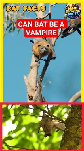 crazy bat facts