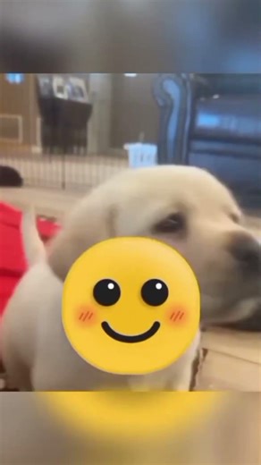 new table tennis shot 😲 #funny #facts #short