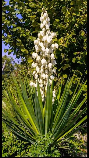 Yucca plant fully bloom