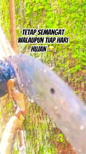 #pyp #pypy #pypシ #getahkaret #petanikaret #petanimuda #pejuangdollar #pejuangrupiah