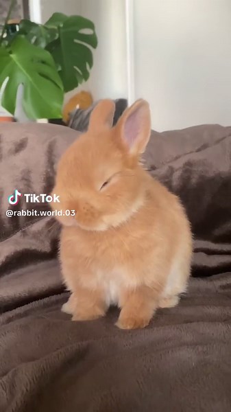 she is so clean (〃´𓎟`〃) personal hygiene and self care are important to nugget! #bunnyhouse # #bunnycleaningherself # #cutebunnyrabbit #cutebunny3250 #cutebaby #babybunniestiktok #babybunny🐰🥕 #ilovebunniescutefigures #cleanbunnycage #cleaningbunnyhutch #bugsbunnylostintime