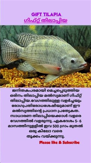 Gift tilapia | ഗിഫ്റ്റ് തിലാപ്പിയ #fish #shorts
