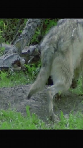 Wolf VS Badger😱 #wildanimals #wolf #badger #animals