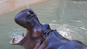 Happy #NationalHippoDay! Like other mammals, hippos learn important life skills through play. Play can also be just that — a fun and stimulating activity. Mara the hippo enjoys the sensation of water spraying on her sensitive skin and in her mouth. #Enrichment #HippoDay #Hippo #Play 📹: Robin Savoian | Los Angeles Zoo