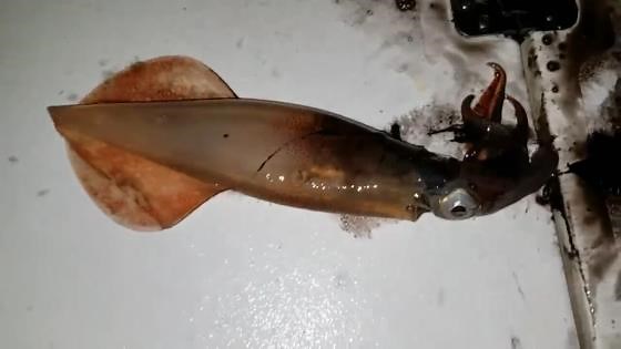 Why the tarpon shrimp run is nature’s wildest spectacle