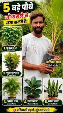 Yah big size plant lagaen |#gardningtips #plants