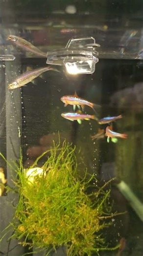 Rainbow Shiner Fry!!! Automatic Egg Collector #tropicalfish #fishbreeding #aquarium