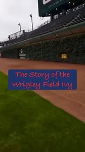 The Story of the Wrigley Field Ivy #baseball #history #wrigleyfield #Ivy #Cubs | Ricktalksbaseball