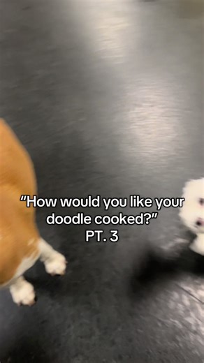 Creative Ways to Cook Your Doodle: Hilarious Responses