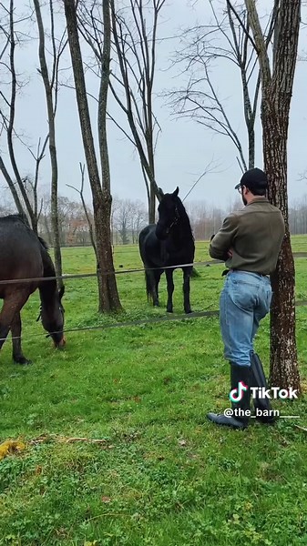 The_barn sur TikTok