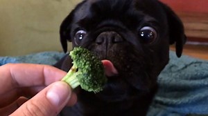 225 reactions · 88 shares | Toby the pug absolutely loves broccoli! | Pugs | Facebook