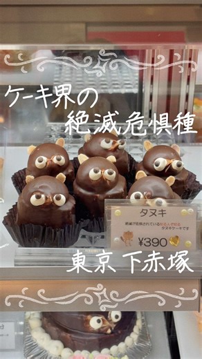 絶滅危惧種！たぬきケーキの魅力