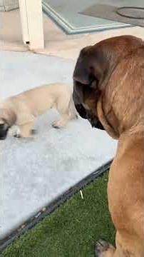 My GIANT puppy doesn't know how to be around the tiny puppy! #dog #dogs #cutedog