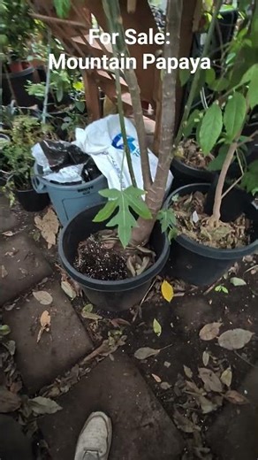 For sale: Mountain Papaya (Vasconcellea pubescens)