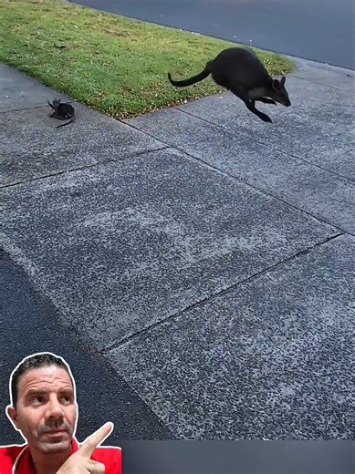 Filhote de Canguru Cai Durante Fuga da Mãe! 🦘😱 . . . #kangaroo #mother #baby #animals #escape