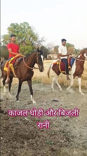 ✅काजल घोड़ी का पहला दिन का वीडियो #घोड़े #horse 🐎🐎💞💞💯
