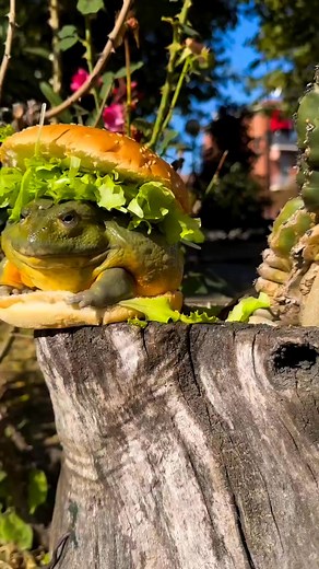 Frog burger🍔🐸 🎥 Credit : @ mr.froggo on IG | Frog Lovers