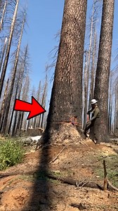 195K views · 2.8K reactions | Most satisfying tree fall  | History Facts | Facebook