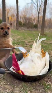 4.9K views · 28 reactions | #cute #dog #chick | Grand HD | Facebook