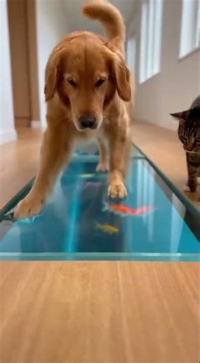 😂🐾🐟555 IQ Cat vs Dog… Who wins the ultimate pet showdown #funny #pets #animals