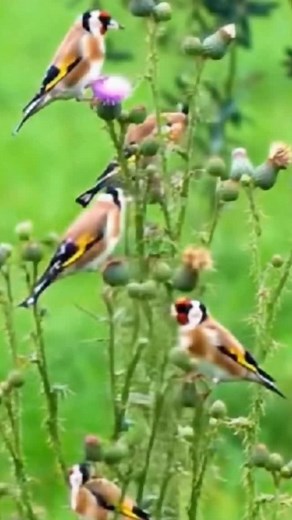 #goldfinch #chardonneret #jilguero #birdslover #goldfinch_singing #birds #Cardellino #jilguero_ayad #foryoupage #foryou #fyp | Ayad Outtoulba