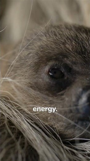 The sloth is not lazy, it is a survival genius #shorts #animals