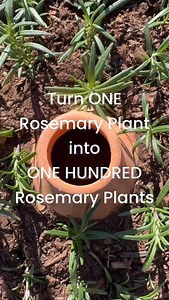 Comment HERBS and I’ll DM you the link to my FREE Herb Garden Course that will walk you through growing your own herbs step-by-step. Here’s how to make free herbs from the ones you already have: 1. Take soft cuttings from your woody herbs 2. Place them in a container with an oya so the soil stays evenly moist 3. Put the container in partial sun 4. Refill the oya whenever it dries out 5. New roots should form in a few weeks 6. Plant them out in the garden after about a month Want to learn how to 