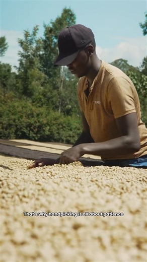 We don't believe in shortcuts 🚫✨ That's why we handpicked our own coffee cherries in the highland of Kenya 🍒☕ ZUS Coffee ☕ a Necessity crafted for the Unique #zuscoffee #coffee #singleoriginespresso | ZUS Coffee