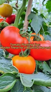 Tomato planting tips:master these for a bountiful harvest#plant #garden #planttips #gardentips #tomato #gardentips #tomatoes #vegetables #agricuture #farming | Agriculture 2.1
