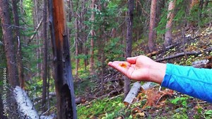Macro closeup of woman female person feeding fruit from hand to one gray or Canada jay bird at pine tree forest of Colorado