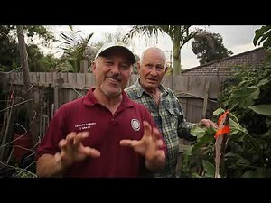 Growing Eggplants With The Devil's Plant - Vasili's Classics