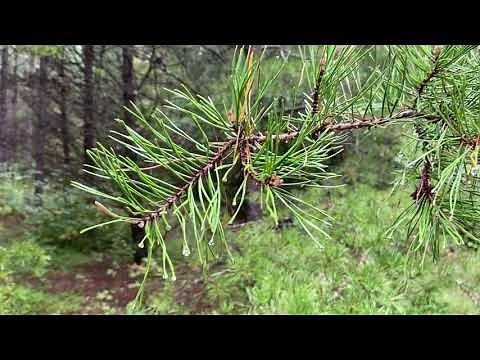 Pinus virginiana (Virginia pine)
