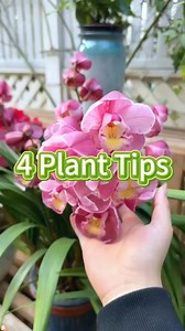 38K views · 273 reactions | 4 plant tips #plant #planttips #garden #gardeninghacks #plantcare | Garden.HomeMania | Facebook