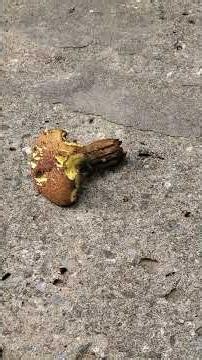 Different Kinds of Mushroom!!