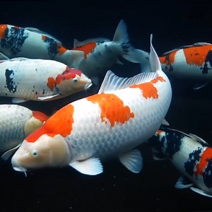 World's LARGEST Most Expensive Koi Fish!🐠 | CoralFish12g