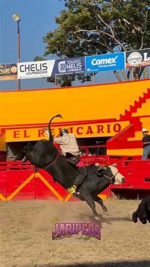 ⚡️𝗝𝗮𝗿𝗶𝗽𝗲𝗼𝘀 𝗗𝗲 𝗟𝘂𝗷𝗼⚡️ on Instagram: "🔥🤠 🐂: @ranchosanluistenango 🤠: Aventurero de Nayarit #jaripeo #explore #viralvideos #jinetes #torosdereparo"