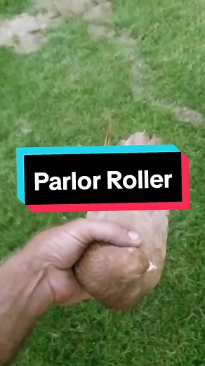 Paloma que gira como Sonic | Parlor Roller #aprendeentiktok #biologiadesdecero #palomas #curiosidades