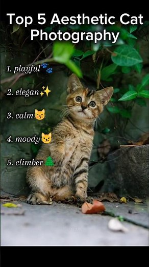 Top 5 Aesthetic Cat Photography #cat