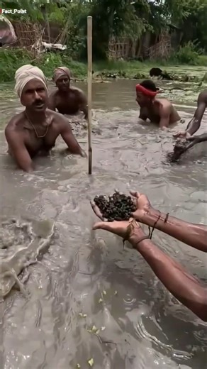 Factpoint | How Makhana is actually made! 😱🥣 Ever wondered how these crunchy Fox Nuts (Makhana) are made? 🥣😱 It’s not as easy as you think! The... | Instagram