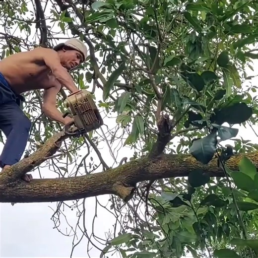 4.5M views · 10K reactions | The best skill man cutting mango tree in garde,n | Making Video | Facebook