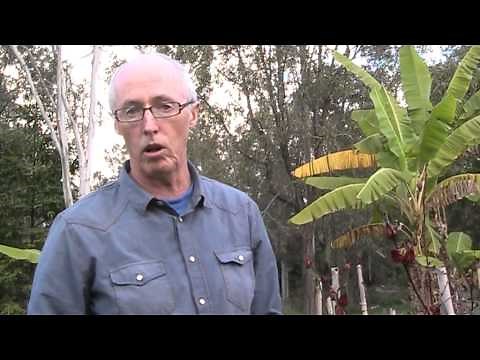 How to grow Rosella plants