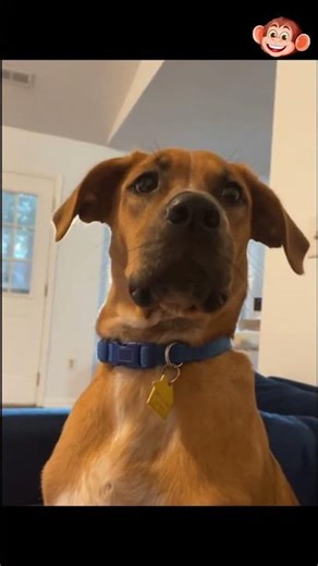 Cutest + Funniest Dogs ❤️😂🐶 .........[288]