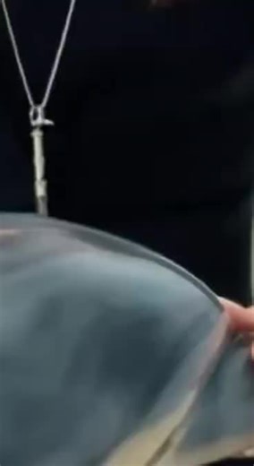 Breathtaking Dolphin Performance with Expert Trainers