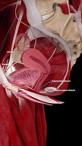The female pelvis contains three key structures: 🟠 The bladder, responsible for urine storage and release 🟠 The uterus, centrally positioned for reproductive function 🟠 The pelvic floor, a sling of muscles that supports both Together, they form a dynamic system — where organ positioning, support, and function are closely linked. The pelvic floor maintains continence, prevents prolapse, and plays a critical role during childbirth and recovery. This animation shows the spatial relationship betw