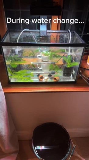 Fishkeeping Tips for Cichlid Breeding Success