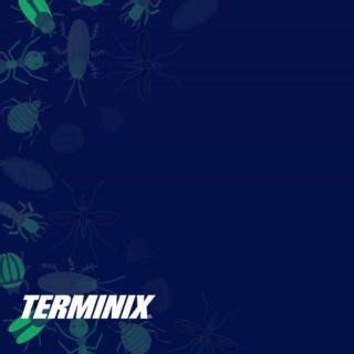 While a new smartphone, gift card, or even re-gifting an item may be tempting, a pest-free home is the ultimate present that keeps on giving. During winter, your home or that of your loved one may become a target for pests that have gotten in your holiday decorations that have been stored away. Fortunately, we have easy steps that can help guard your home against these unwelcome guests – and no, we're not talking about your in-laws. 😉 Learn more ➡️ https://ow.ly/oLIW50Qa7Q7 | Terminix
